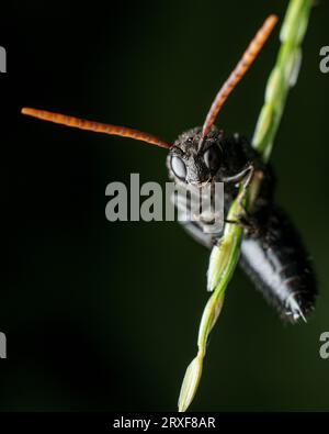 photo macro guêpe noire Banque D'Images