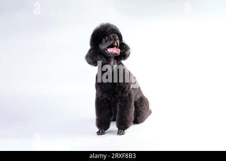 Un charmant caniche noir moelleux assis sur un fond clair après une coupe de cheveux d'un maître des coiffures de chien. Banque D'Images