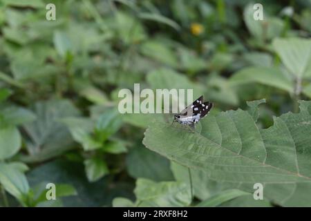 Un papillon démon de l'herbe (Ancistroides Folus) est prêt à s'envoler de la surface d'une grande feuille Banque D'Images