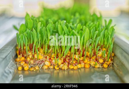 Groupe de maïs sucré germé dans la serre, vue de face germe des graines de maïs sucré, image de lumière naturelle. Banque D'Images