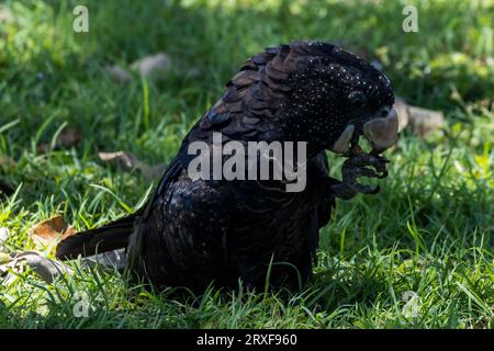 Portrait d'un magnifique cacatoès noir australien à queue rouge dans l'herbe Banque D'Images