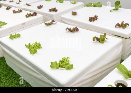 Plantation de jeunes cultures de salade de légumes hydroponiques fraîches dans une boîte. Banque D'Images