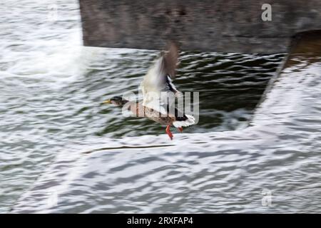 Canard sur l'eau dans la fontaine en gros plan Banque D'Images