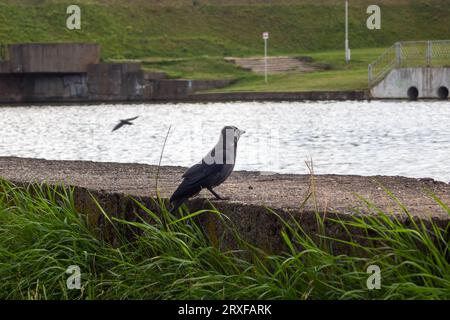 Crow sur le remblai près de la rivière de près Banque D'Images