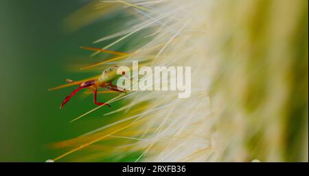 Un insecte de Cactus à pieds feuilles, nymphe de Cactus Coreid, dans un état de torpeur sur un cactus colonnaire de torche argentée. Banque D'Images