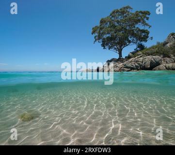 Sable sous l'eau et un arbre d'eucalyptus sur un rivage rocheux de la mer, côte atlantique de l'Espagne, scène naturelle, vue partagée sur et sous la surface de l'eau, Galice Banque D'Images