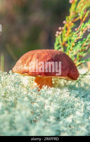 Champignon Boletus edulis dans la mousse de renne gros plan. Journée ensoleillée dans la forêt. Arrière-plan naturel. Champignon forestier comestible. Mise au point sélective. Banque D'Images