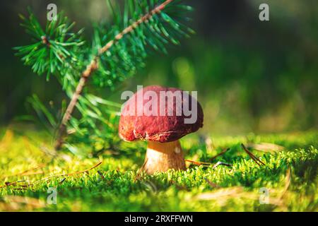 Champignon Boletus edulis dans la mousse verte gros plan. Journée ensoleillée dans la forêt. Champignon forestier comestible. Arrière-plan naturel. Mise au point sélective. Banque D'Images