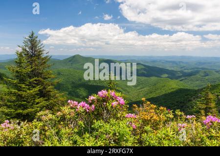 Catawba Rhododendron, Rhododendron catawbiense, le long de la Blue Ridge Parkway en Caroline du Nord, une espèce originaire de l'est des États-Unis. Banque D'Images