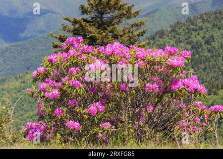 Catawba Rhododendron, Rhododendron catawbiense, le long de la Blue Ridge Parkway en Caroline du Nord, une espèce originaire de l'est des États-Unis. Banque D'Images