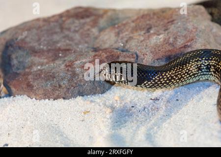 Desert Kingsnake, Lampropeltis getula splendida, chez Gary carter à McLeansville, Caroline du Nord. On le trouve couramment au Texas, en Arizona et au Nouveau-Mexique. Banque D'Images