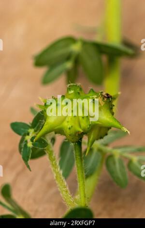 Tribulus terrestris, Devils Thorn Seed Banque D'Images