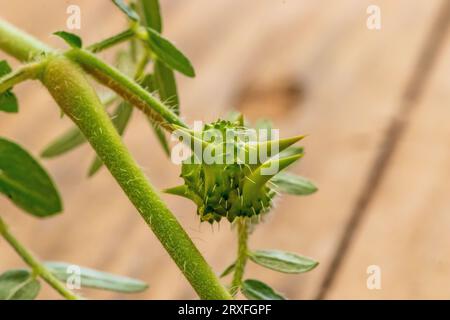 Tribulus terrestris, Devils Thorn Seed Banque D'Images