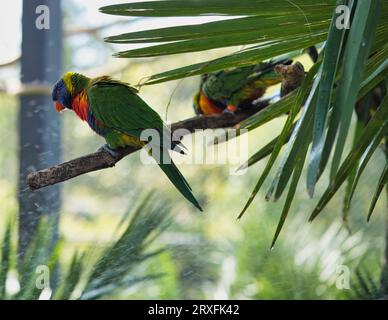 Jardine d'acclimatation, France, Rainbow Lorikeet, est une espèce de perroquet trouvée en Australie. Il est commun le long de la côte est Banque D'Images