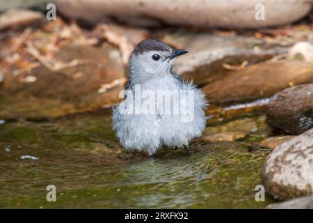 Grey Catbird, Dumetella carolinensis, prenant un bain dans un étang à McLeansville, NC. Banque D'Images