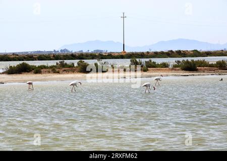 Flamants roses et autres oiseaux marchent dans l'eau de la mer Méditerranée sur l'île de Sardaigne, en Italie. Derrière eux se trouve la ville de Cagliari Banque D'Images