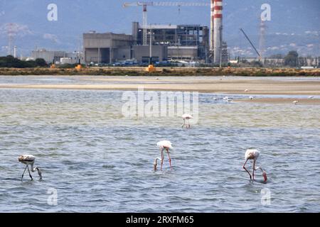 Flamants roses et autres oiseaux marchent dans l'eau de la mer Méditerranée sur l'île de Sardaigne, en Italie. Derrière eux se trouve la ville de Cagliari Banque D'Images