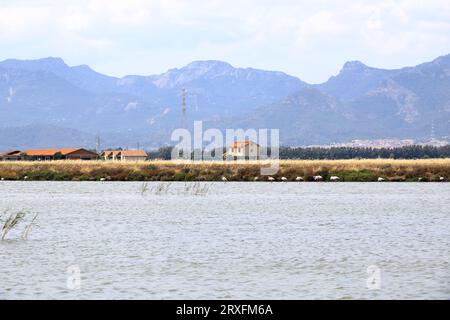 Flamants roses et autres oiseaux marchent dans l'eau de la mer Méditerranée sur l'île de Sardaigne, en Italie. Derrière eux se trouve la ville de Cagliari Banque D'Images