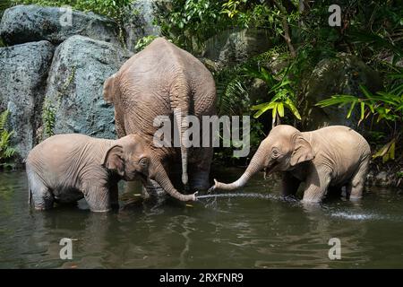 Orlando, USA - 25 juillet 2023 : trois éléphants artificiels dans une rivière dans le parc Adventureland de Disney. Banque D'Images