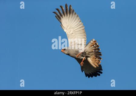 Dark Sancing Goshawk (Melierax métabates), Zimanga Game Reserve, Afrique du Sud Banque D'Images