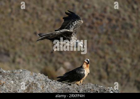 Vautours barbus (Gypaetus barbatus) subadulte (volant) et adulte, réserve de gibier du château des géants, KwaZulu-Natal, Afrique du Sud Banque D'Images