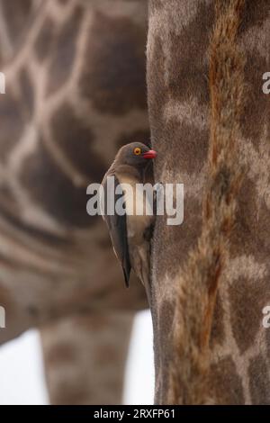 Buphagus erythrorynchus (Buphagus erythrorynchus) sur girafe (Giraffa camelopardalis), réserve de gibier de Zimanga, KwaZulu-Natal, Afrique du Sud Banque D'Images