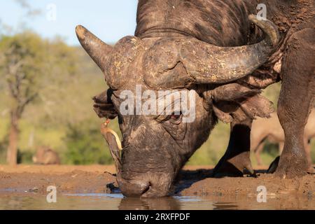 Buffle du Cap (Syncerus caffer), réserve de chasse de Zimanga, KwaZulu-Natal, Afrique du Sud Banque D'Images