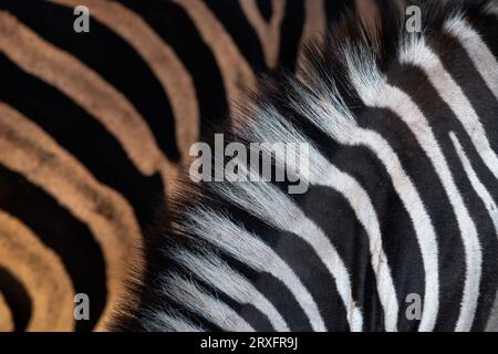 Rayures zébrées des plaines (Equus quagga burchellii), parc national Kruger, Afrique du Sud Banque D'Images