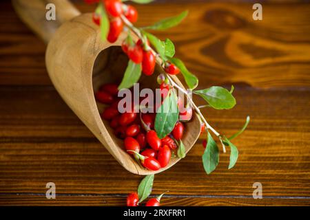 Branche avec baie de goji rouge mûre sur une table en bois brun Banque D'Images