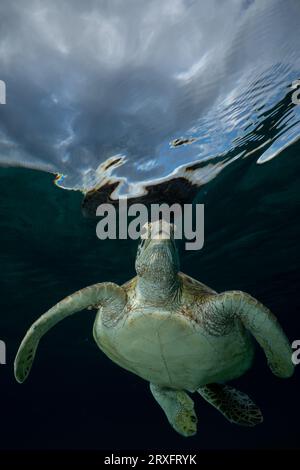 Tortue verte nageant sur la plage de Ngouja Mayotte Océan Indien Banque D'Images