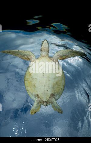 Tortue verte nageant sur la plage de Ngouja Mayotte Océan Indien Banque D'Images