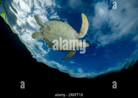 Tortue verte nageant sur la plage de Ngouja Mayotte Océan Indien Banque D'Images