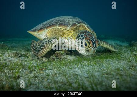 Tortue verte nageant sur la plage de Ngouja Mayotte Océan Indien Banque D'Images