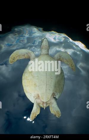 Tortue verte nageant sur la plage de Ngouja Mayotte Océan Indien Banque D'Images