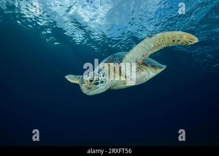 Tortue verte nageant sur la plage de Ngouja Mayotte Océan Indien Banque D'Images