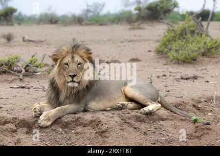 Lion (Panthera leo), réserve de chasse de Mashatu, Botswana Banque D'Images