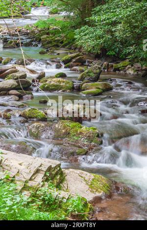 Rapides et cascades avec des rochers couverts de lichens sur Laurel Creek près de Cades Cove dans le parc national de Great Smoky Mountain du côté du Tennessee. Banque D'Images