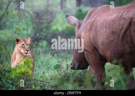 Lion (Panthera leo) regardant le rhinocéros blanc, réserve privée de gibier de Zimanga, KwaZulu-Natal., Afrique du Sud Banque D'Images