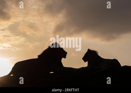 Lions (Panthera leo) au coucher du soleil, réserve privée de Zimanga, KwaZulu-Natal., Afrique du Sud Banque D'Images