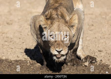Lion (Panthera leo) buvant dans une flaque boueuse, parc transfrontalier de Kgalagadi, Cap Nord, Afrique du Sud Banque D'Images
