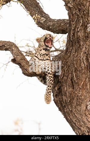 Léopard (Panthera pardus) bâillant, réserve privée de Zimanga, KwaZulu-Natal, Afrique du Sud Banque D'Images