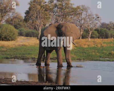 Éléphants utilisant un chemin d'eau dans le delta de l'Okavango pour boire et se rafraîchir après la chaleur de 100 degrés. Banque D'Images