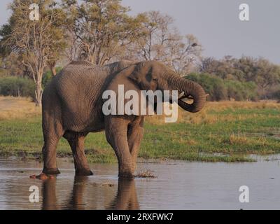 Éléphants utilisant un chemin d'eau dans le delta de l'Okavango pour boire et se rafraîchir après la chaleur de 100 degrés. Banque D'Images