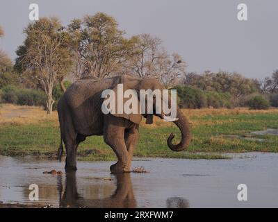 Éléphants utilisant un chemin d'eau dans le delta de l'Okavango pour boire et se rafraîchir après la chaleur de 100 degrés. Banque D'Images