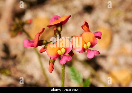 Chorizema sp., une fleur sauvage endémique de l'Australie occidentale dans Kondil Wildflower Park, Nannup. Banque D'Images