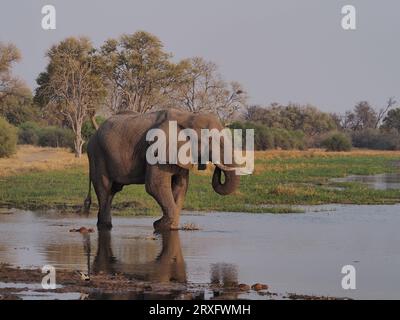 Éléphants utilisant un chemin d'eau dans le delta de l'Okavango pour boire et se rafraîchir après la chaleur de 100 degrés. Banque D'Images