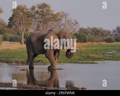 Éléphants utilisant un chemin d'eau dans le delta de l'Okavango pour boire et se rafraîchir après la chaleur de 100 degrés. Banque D'Images