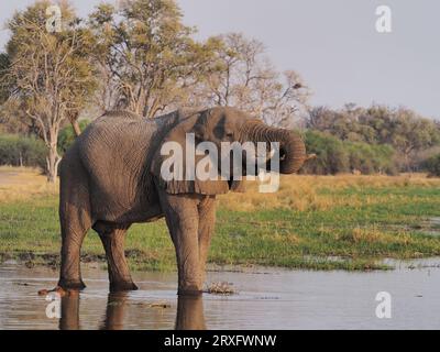 Éléphants utilisant un chemin d'eau dans le delta de l'Okavango pour boire et se rafraîchir après la chaleur de 100 degrés. Banque D'Images