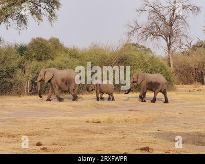 Éléphants utilisant un chemin d'eau dans le delta de l'Okavango pour boire et se rafraîchir après la chaleur de 100 degrés. Banque D'Images