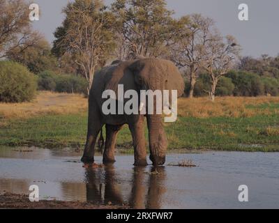 Éléphants utilisant un chemin d'eau dans le delta de l'Okavango pour boire et se rafraîchir après la chaleur de 100 degrés. Banque D'Images